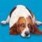 Basset