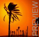 Palm tree