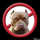 Pitbull