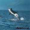 Kaiaque Na Praia 