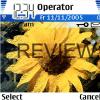 Sun Flower