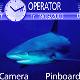 Blue Shark