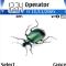 Insecto