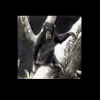 Chimpanz� na �rvore
