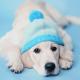 Dog In Love