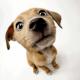 Sweet Litle Dog