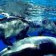 Dolphins