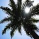 Palmeras Al Sol