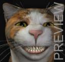 Laughing cat