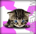 Kitten