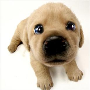cute puppy labrador pictures